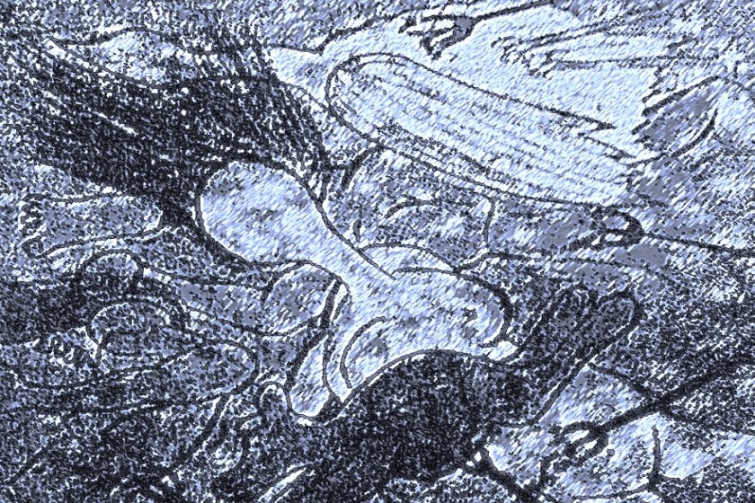 স্ট্যালোনমুখো বাঁদরের উৎপাত নিয়ে কিছু ভাবনা